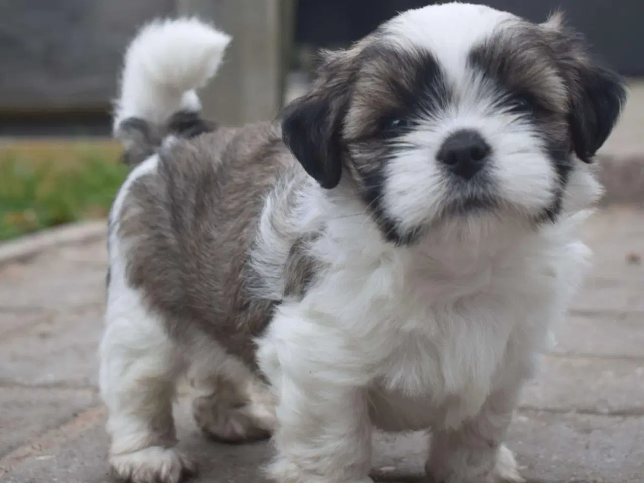 Billede 8 - En skøn Lhasa apso dreng m. Stamtavle