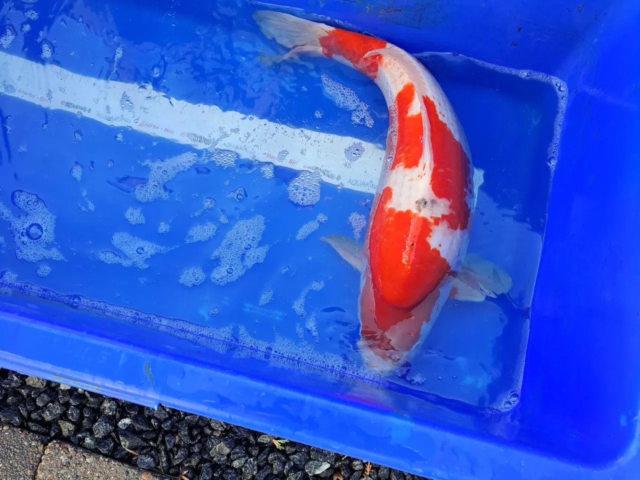 Billede 8 - Koikarper 