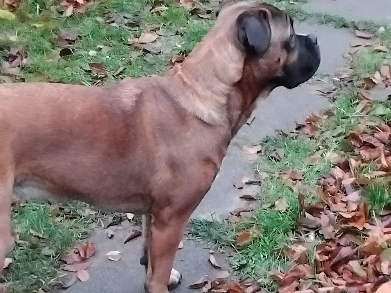 Billede 4 - tæve blanding af dogue de bordeaux / cane corso