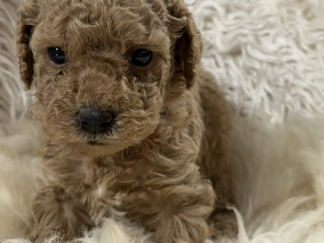 Billede 4 - Smukke mini Labradoodle ❤️🐾