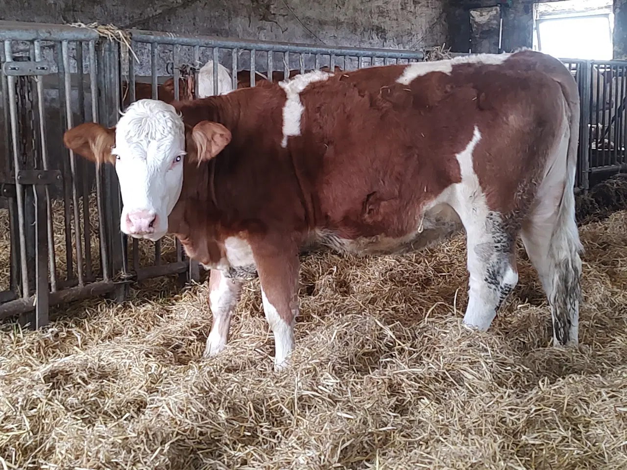 Billede 3 - Simmentaler 