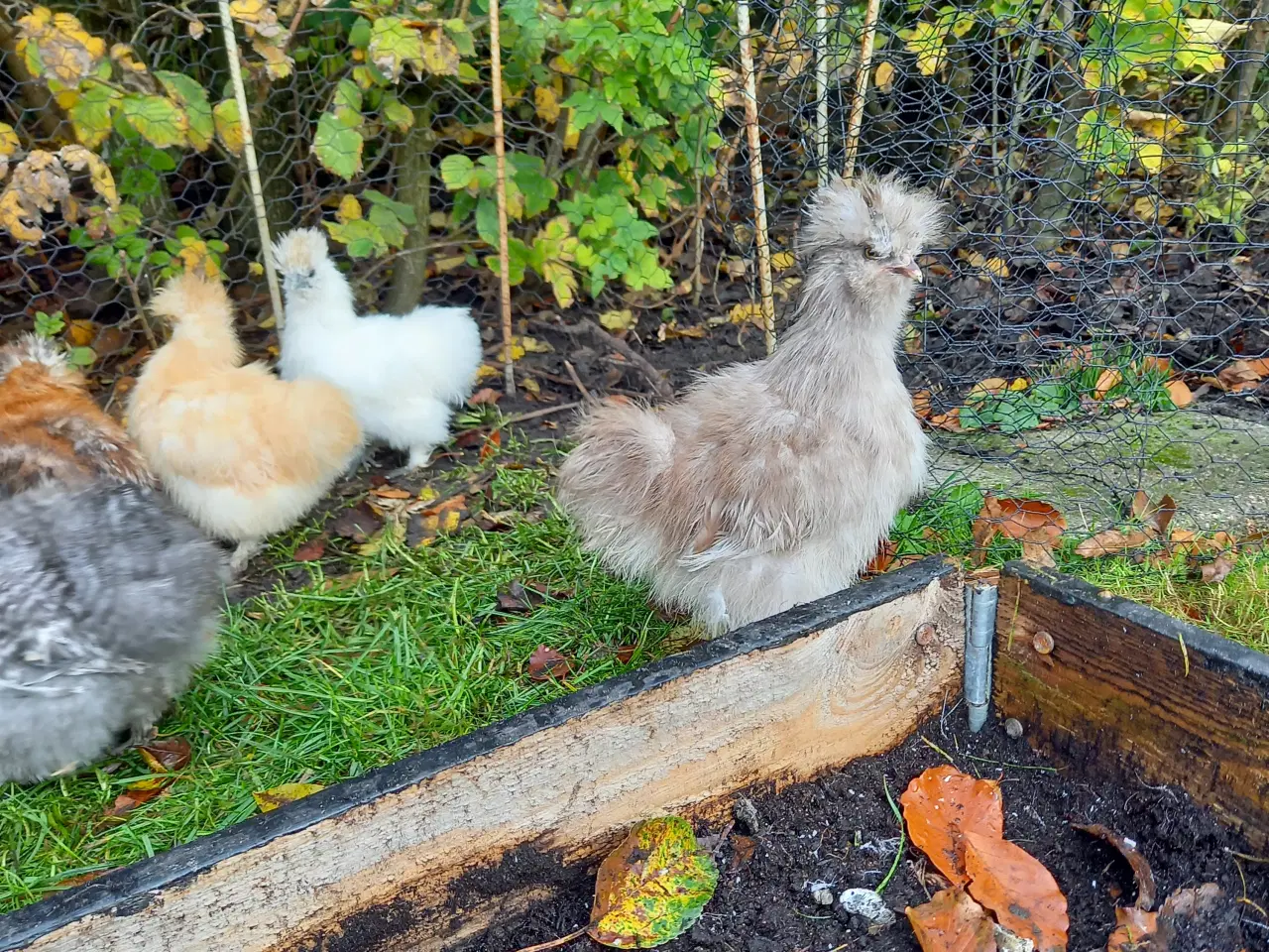 Billede 5 - Us silkehøns