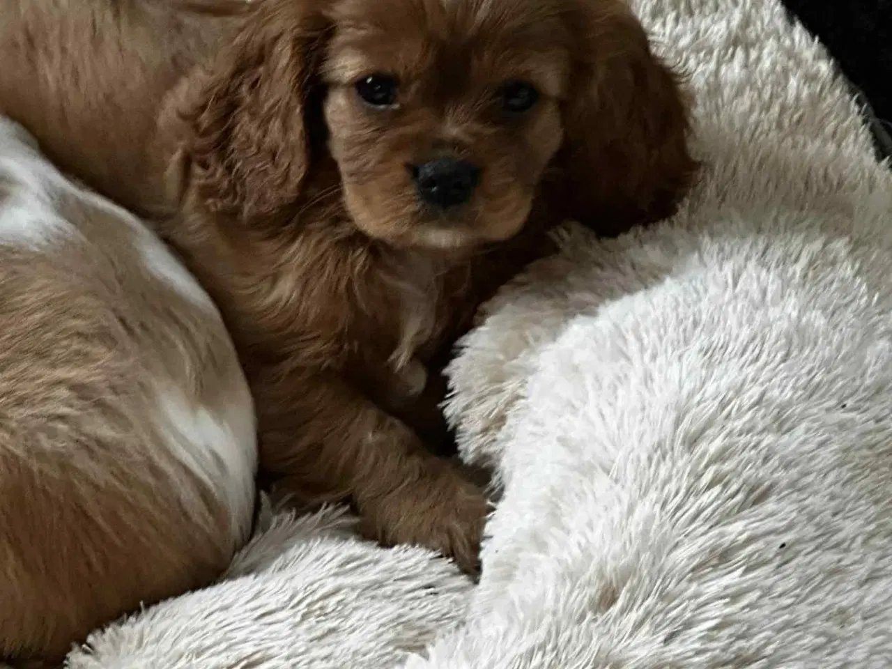 Billede 2 - Cavalier king charles hvalpe