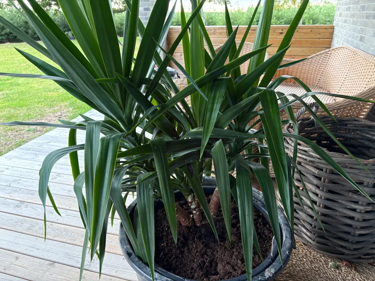 Billede 1 - Yoga palme