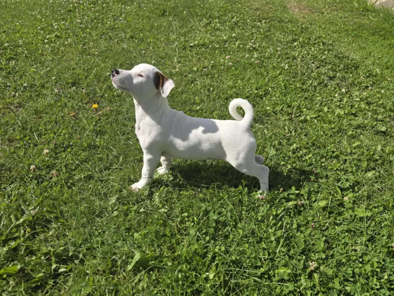 Billede 5 - Jack Russell Terrier 