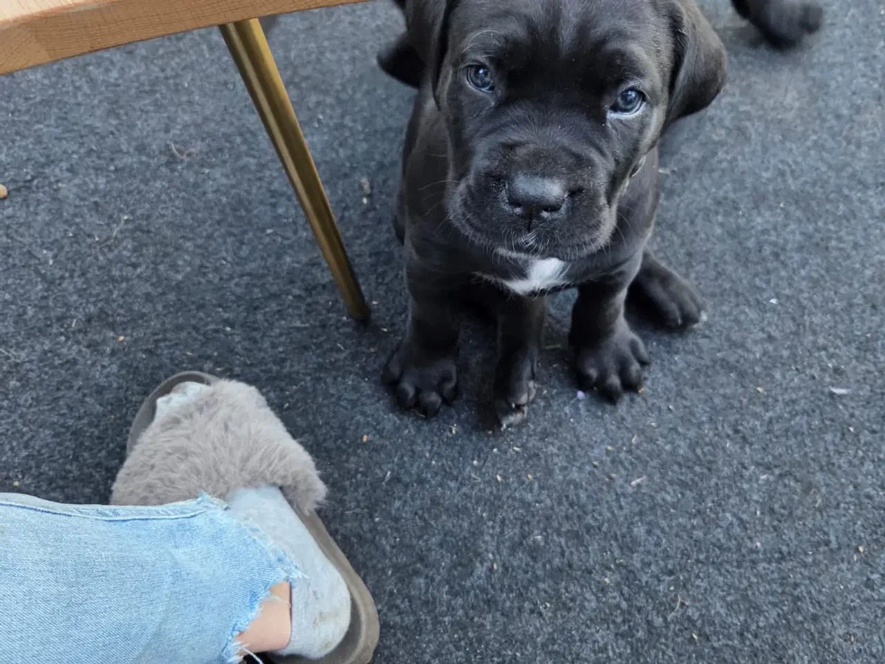 Billede 8 - Cane Corso italiano 