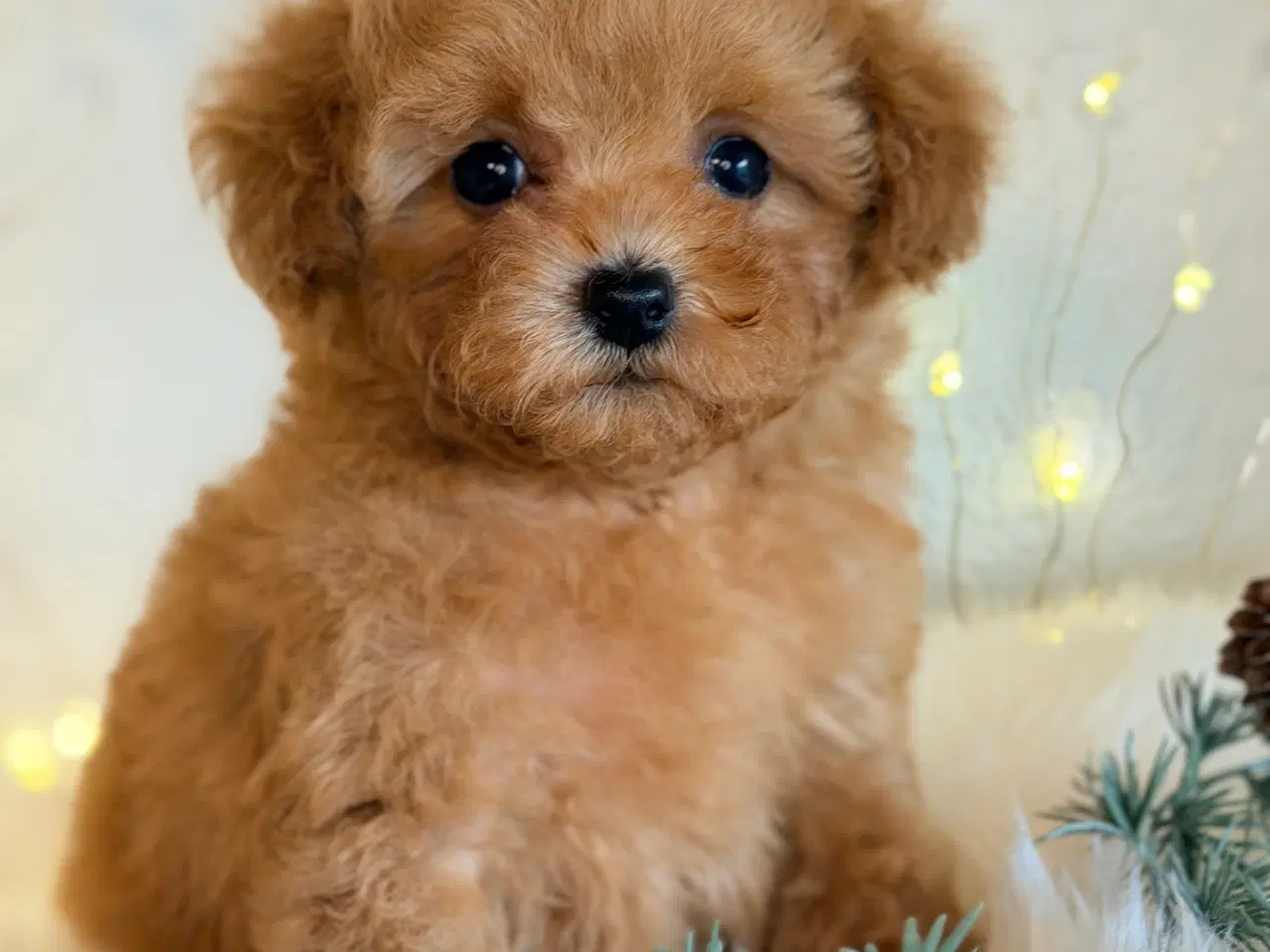 Billede 8 - Maltipoo F1B dreng