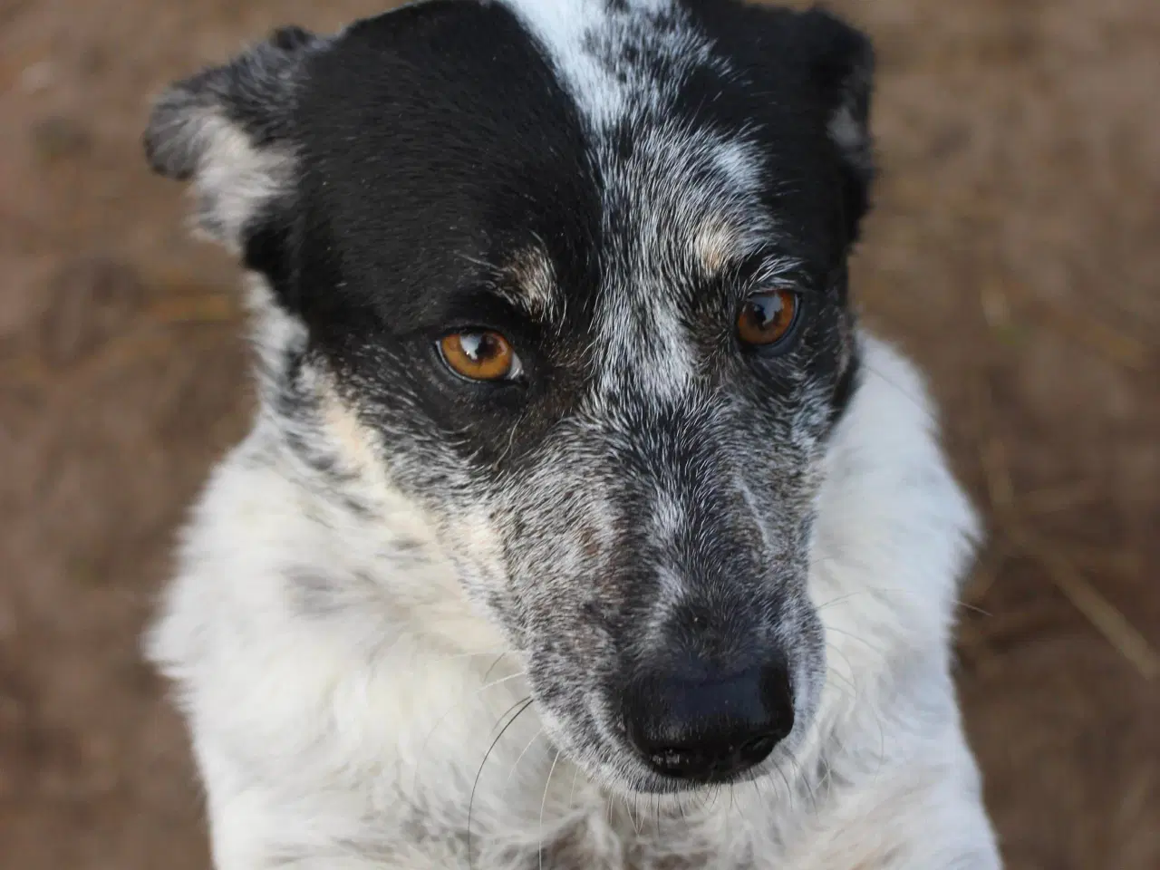 Billede 5 - Bella til adoption! 🩷