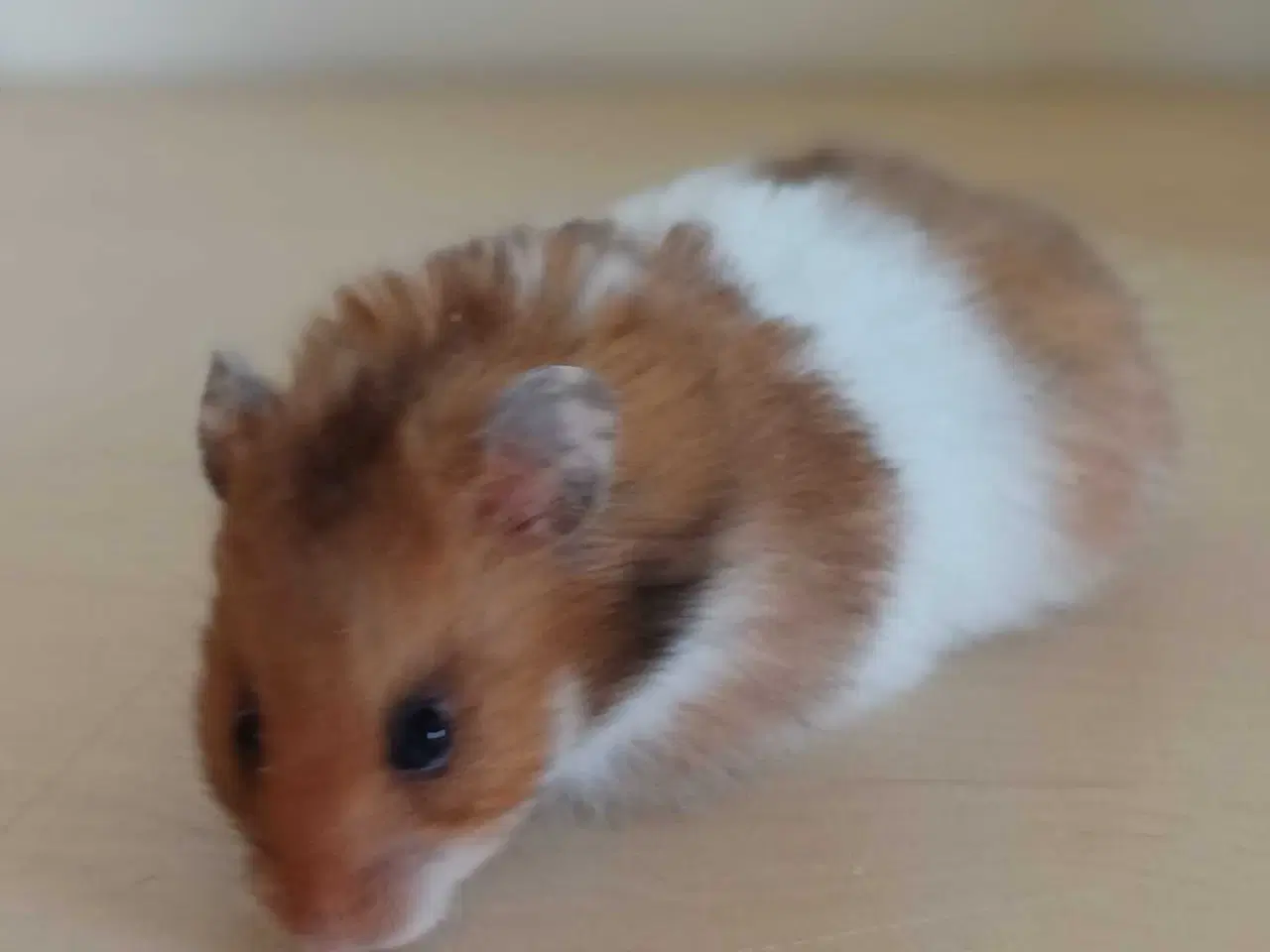 Billede 9 - Guldhamster unger