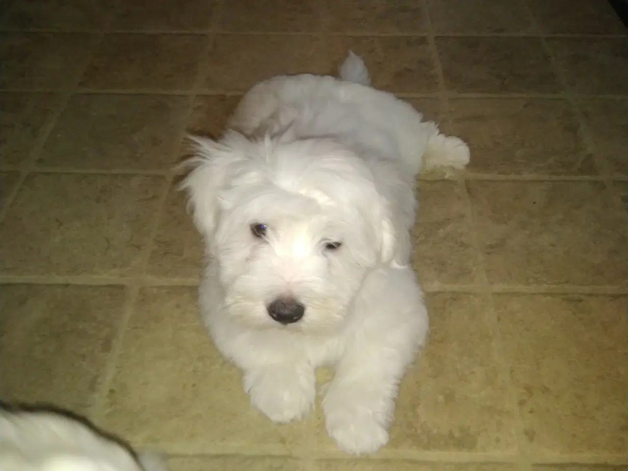 Billede 2 - Coton de Tulear 