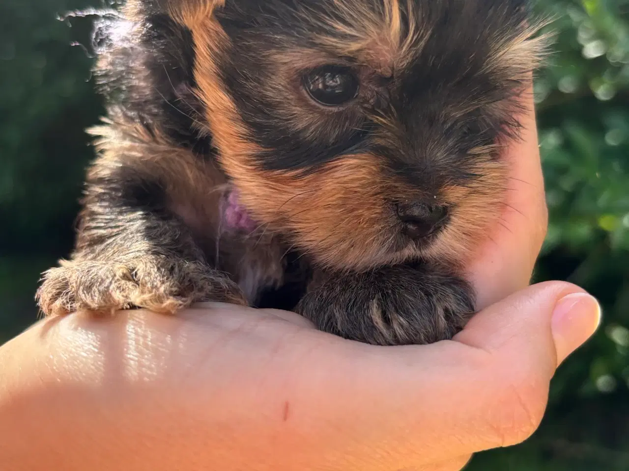 Billede 6 - Yorkshire terrier 