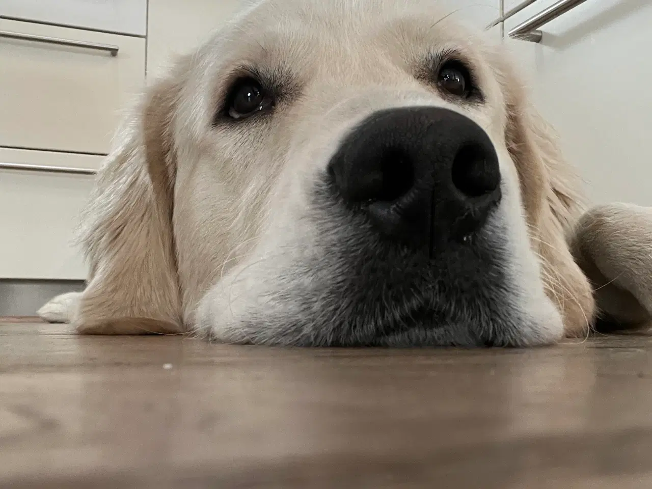 Billede 3 - Golden Retriever tilbydes til avl
