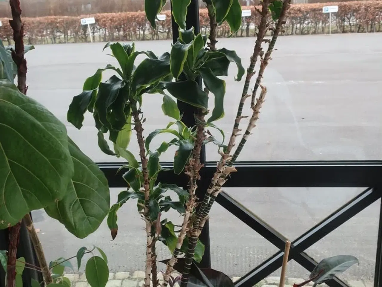 Billede 3 - 4 stk. planter