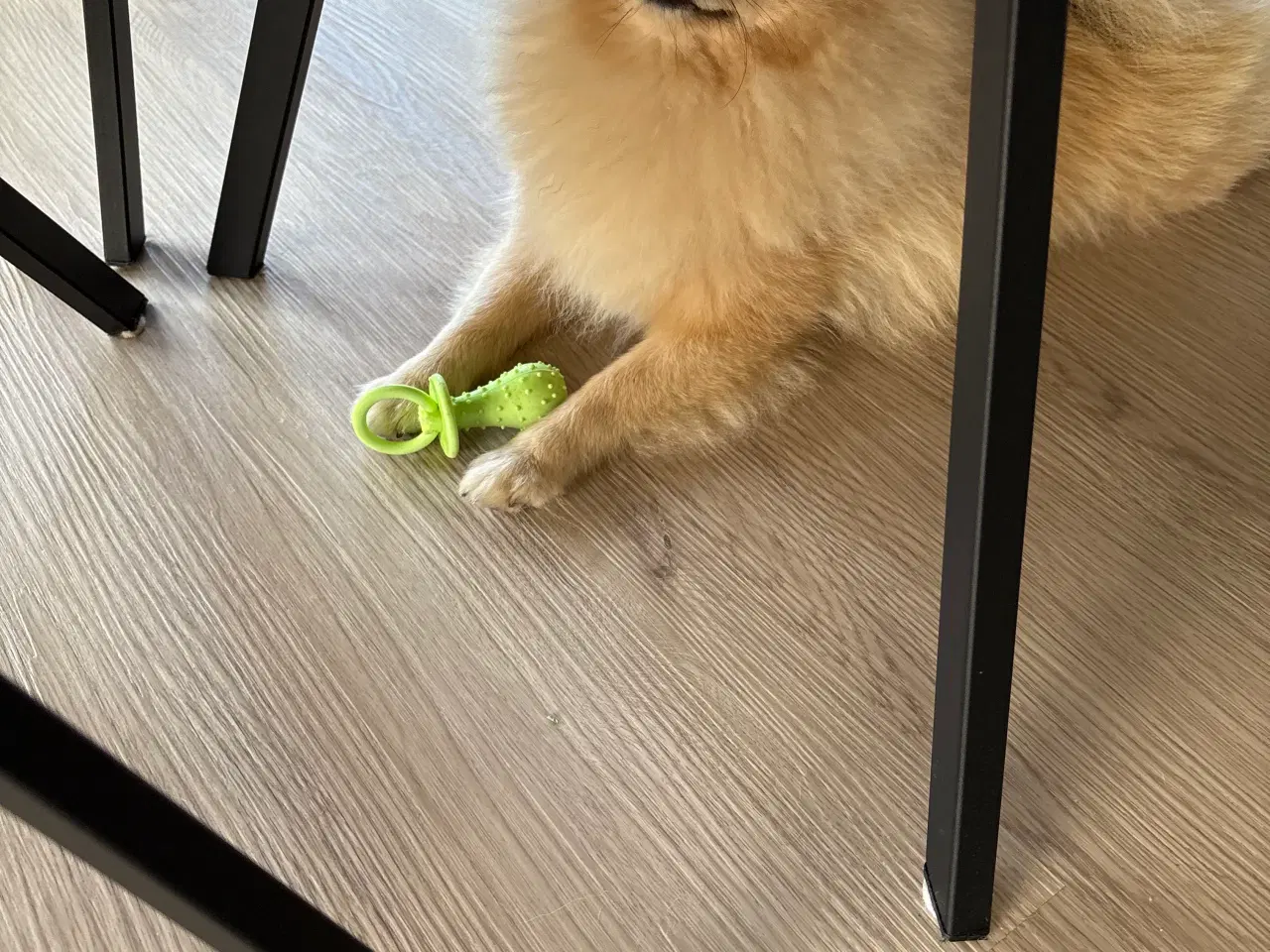 Billede 2 - Pomeranian 