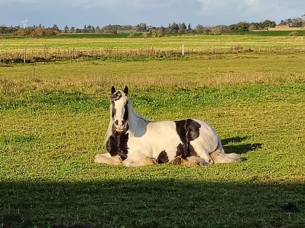 Billede 1 - Irish cob, vallak