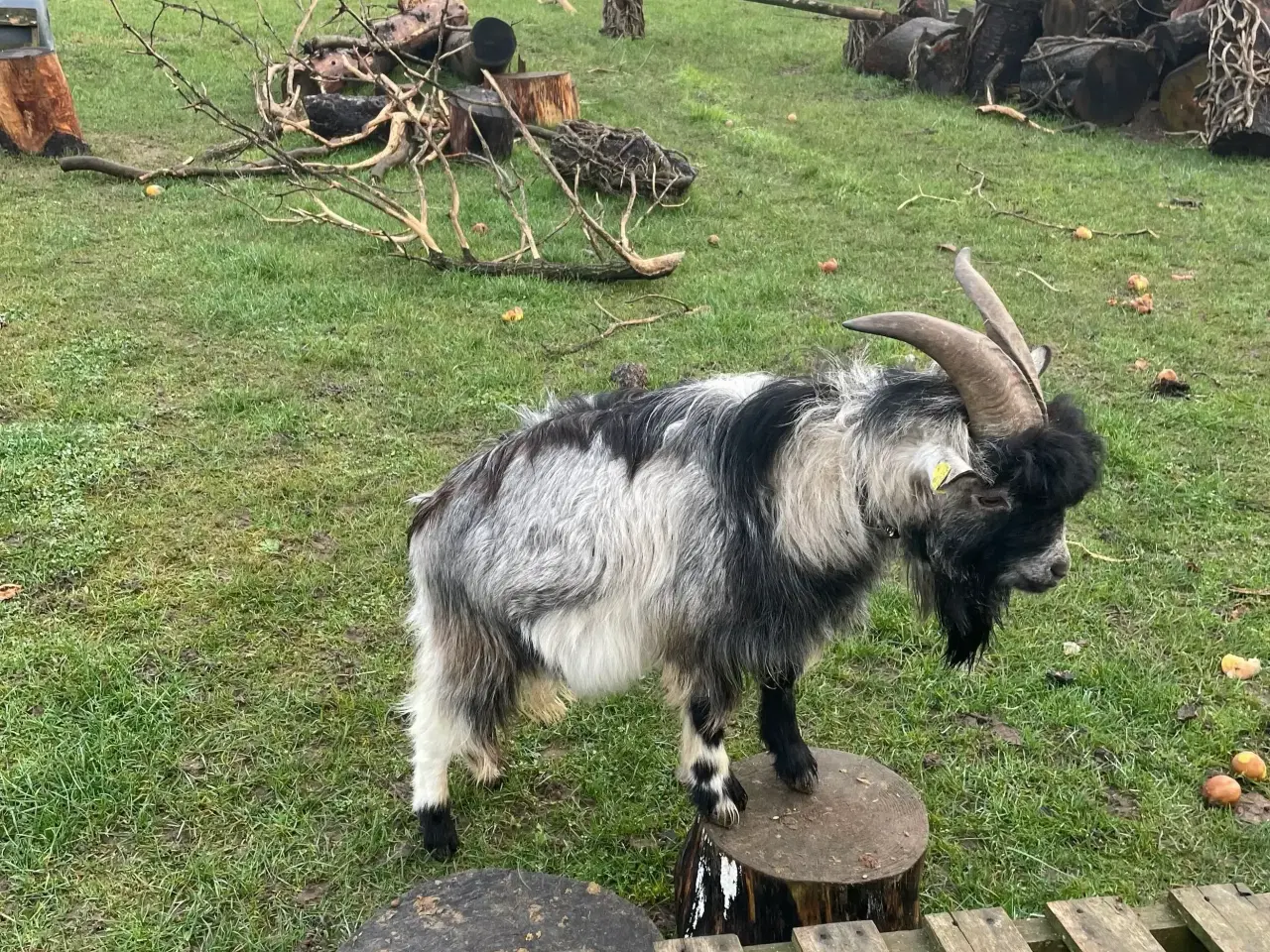 Billede 4 - Gede buk Dværg