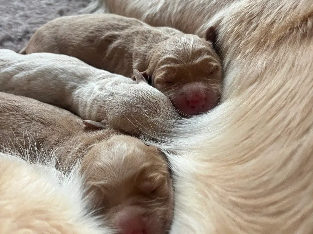 Billede 3 - Golden Doodle