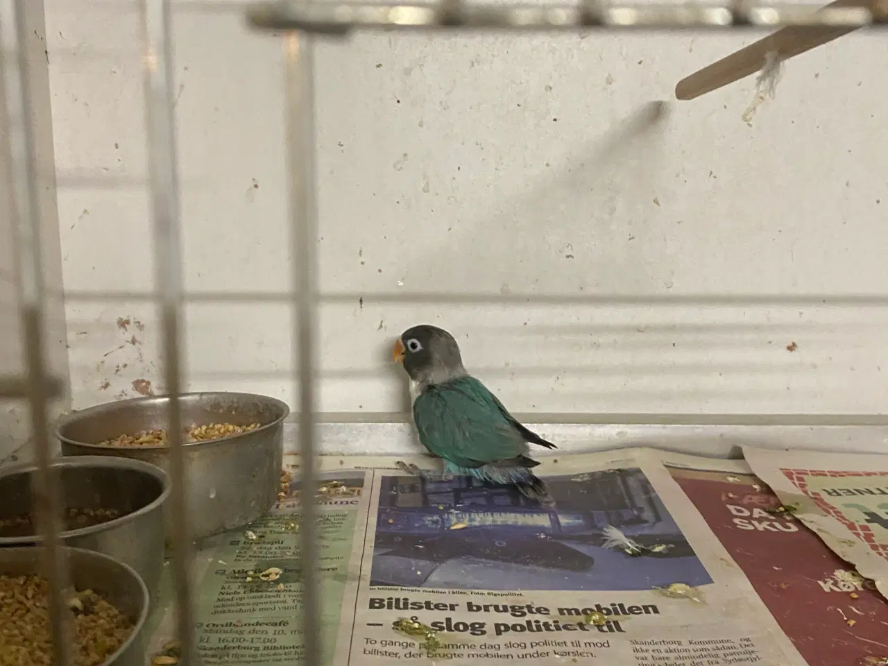 Billede 8 - Fugle Dværgpapegøje
