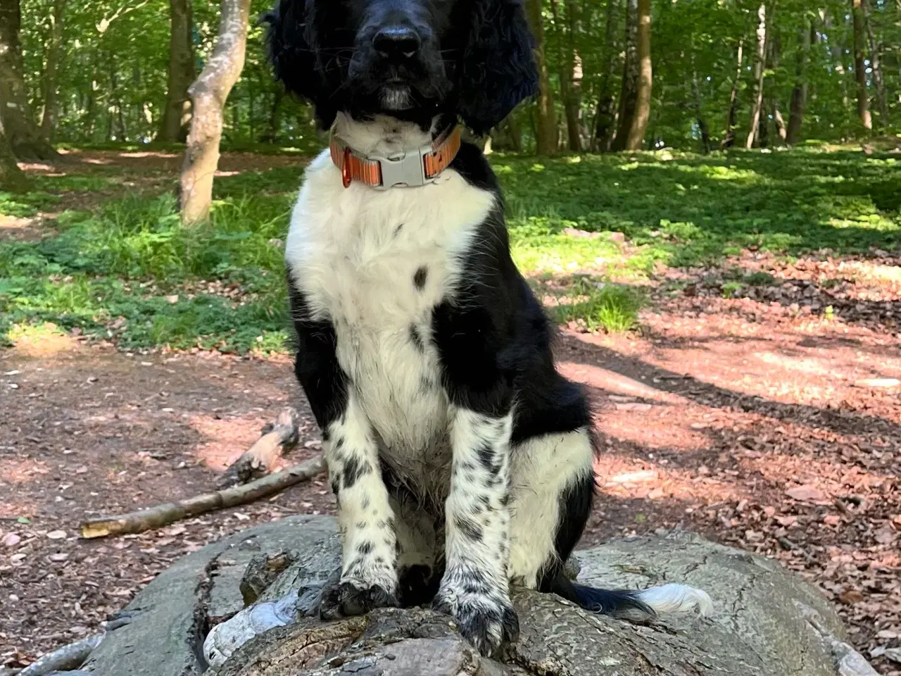 Billede 2 - Hund sælges