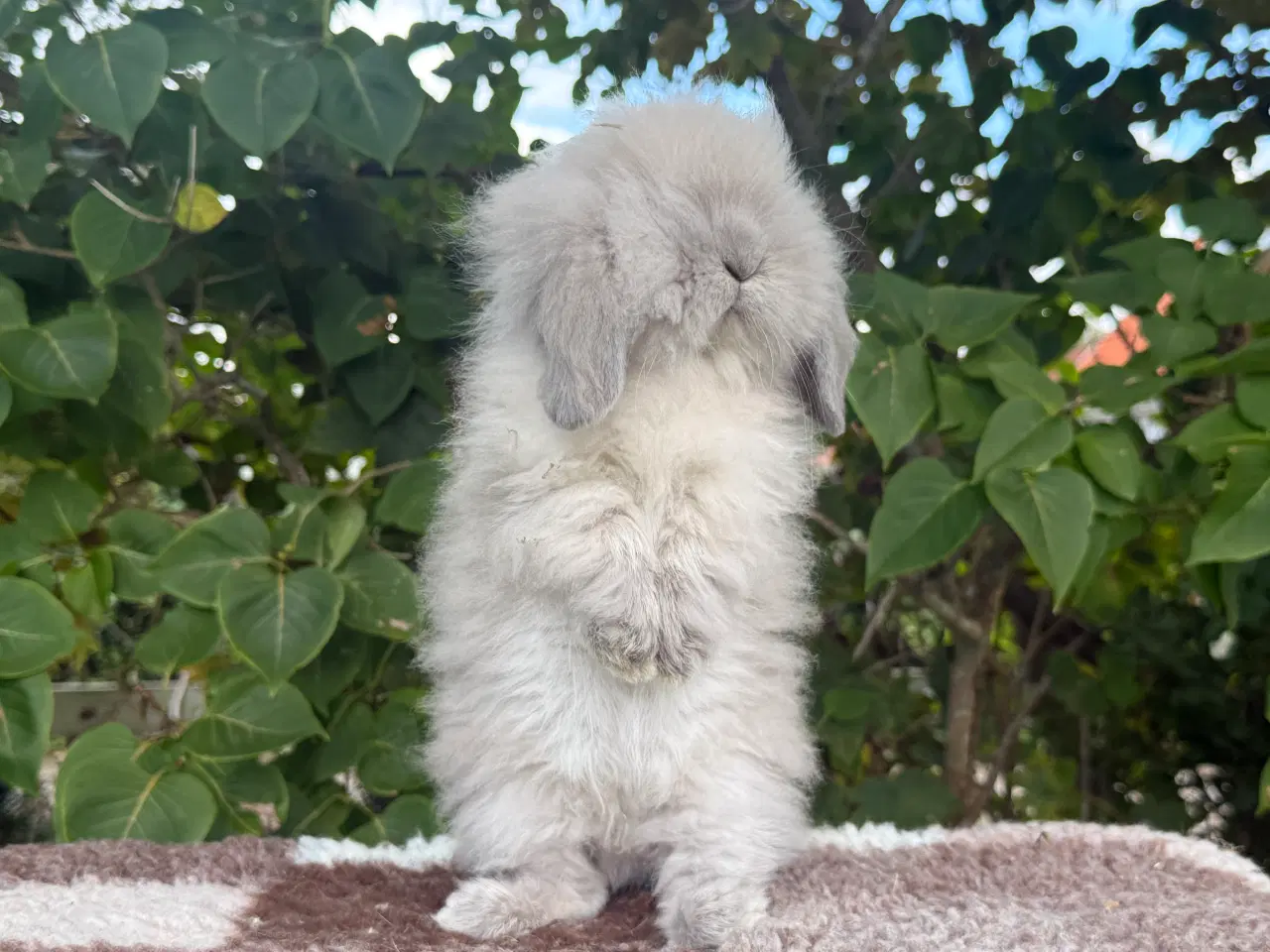 Billede 5 - Mini lion lop dreng