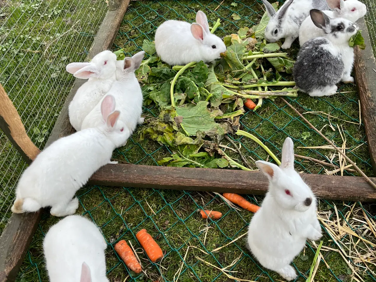 Billede 9 - Kaninunger sælges