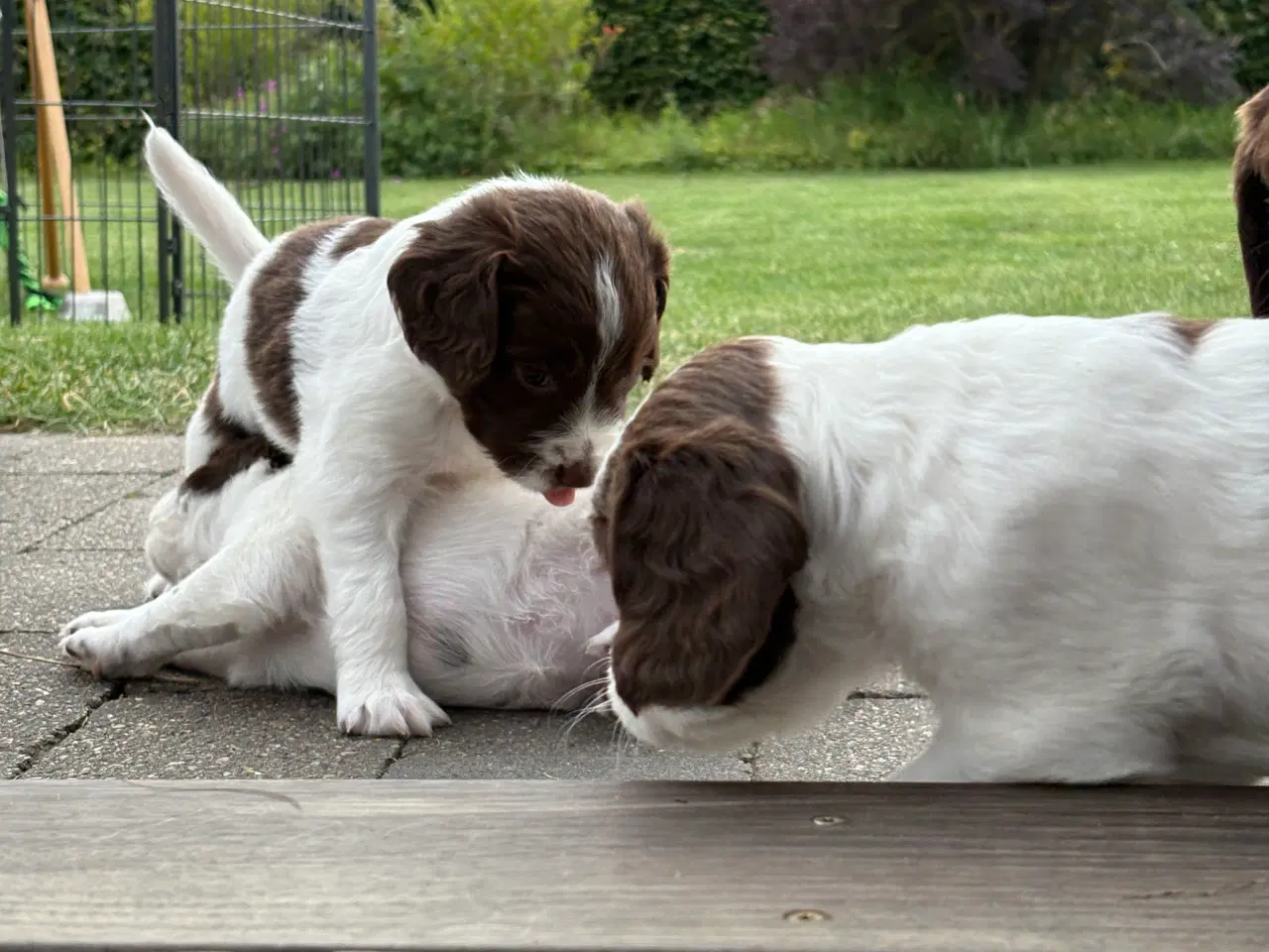 Billede 5 - FT springer spaniels