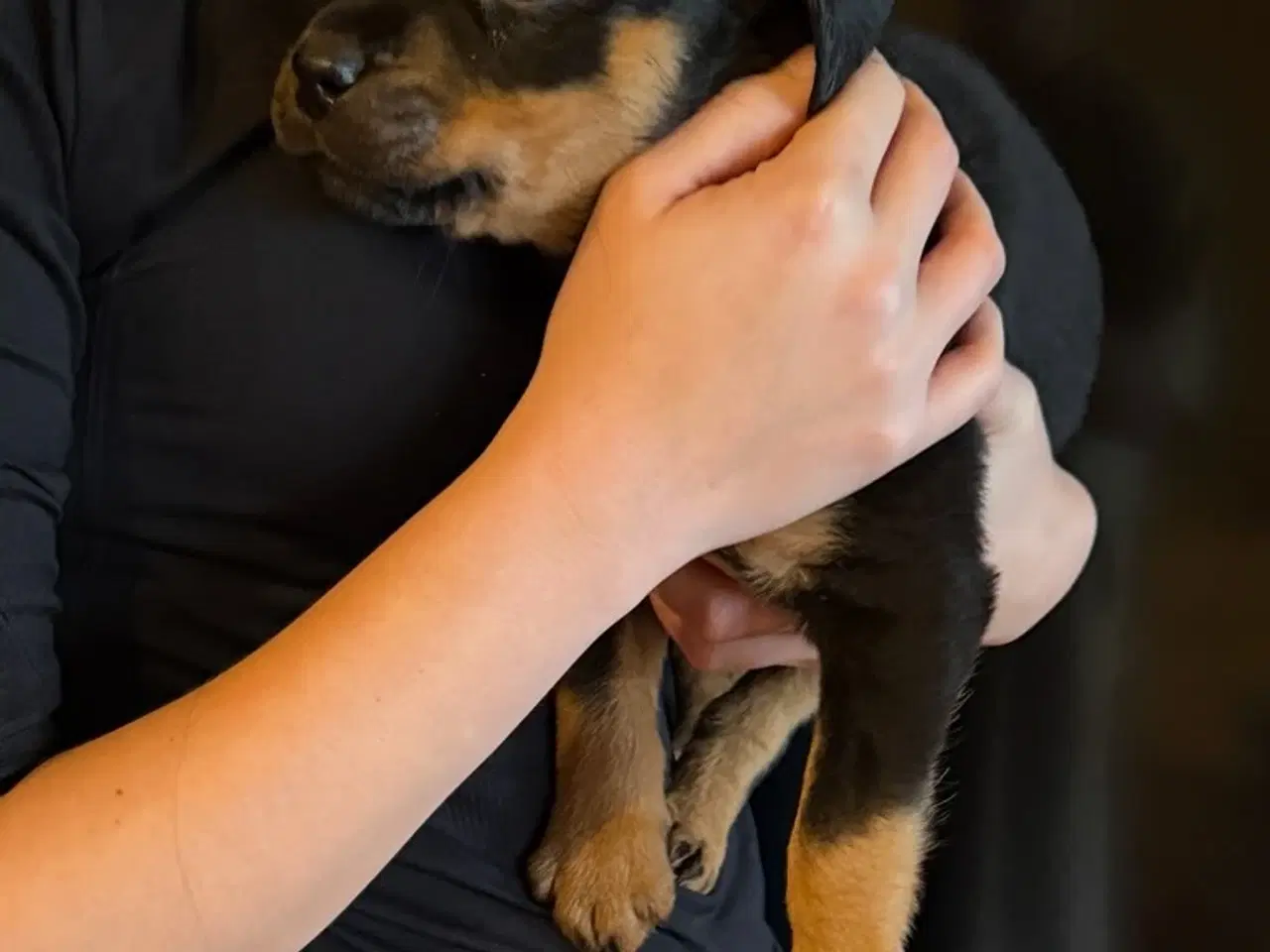 Billede 5 - Rottweiler hvalpe