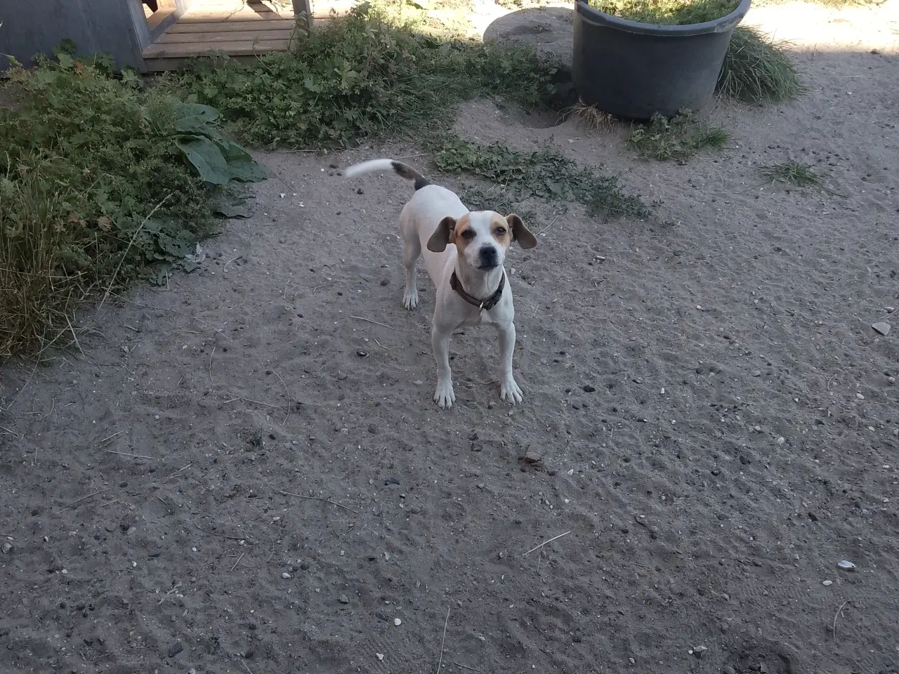 Billede 2 - Dansk-svensk gårdhund