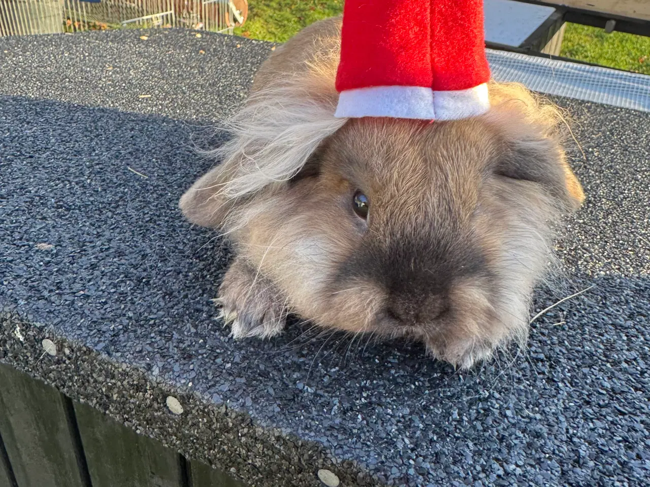 Billede 1 - Kanin unge 