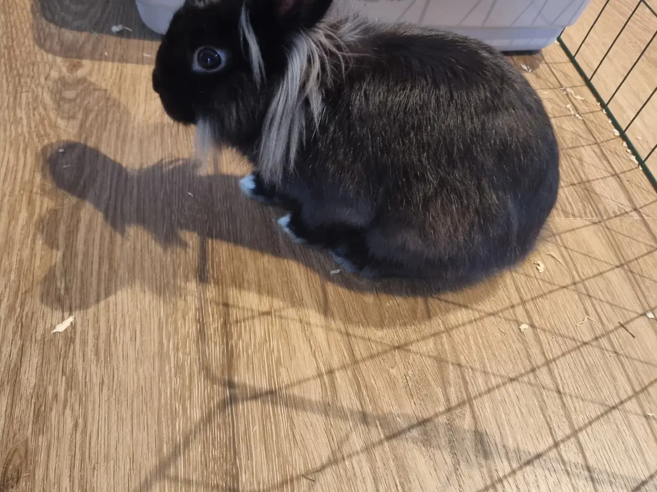 Billede 1 - Kanin søger nyt hjem