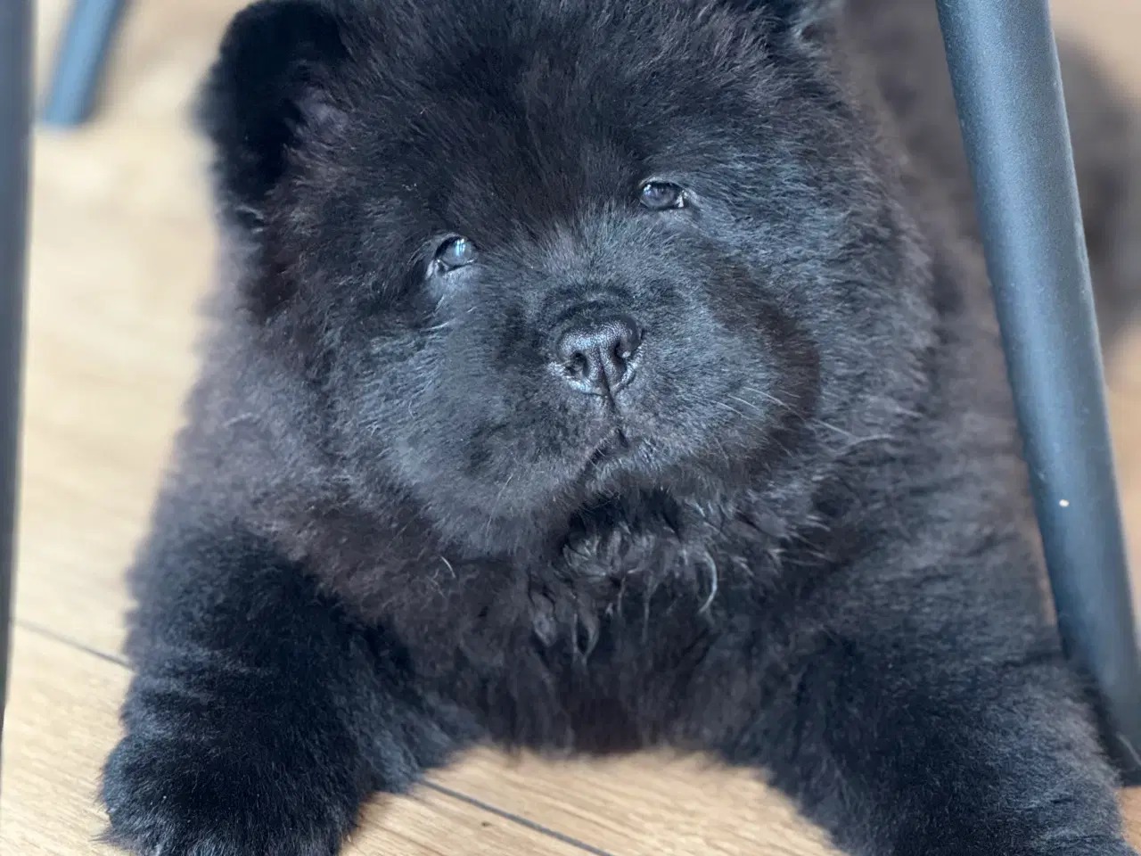 Billede 7 - Chow Chow hvalpe