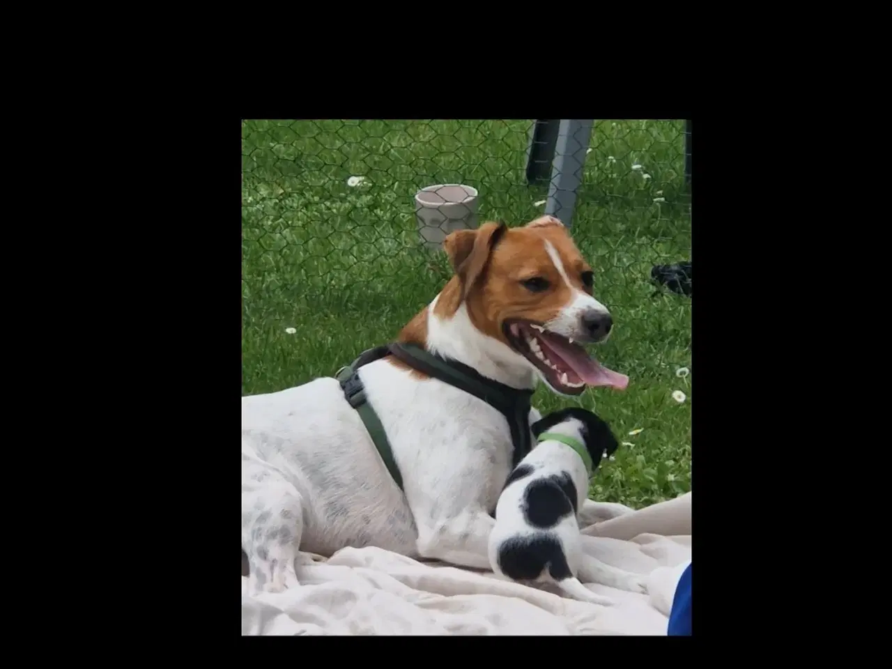 Billede 15 - Dansk svensk gårdhunde hvalpe 