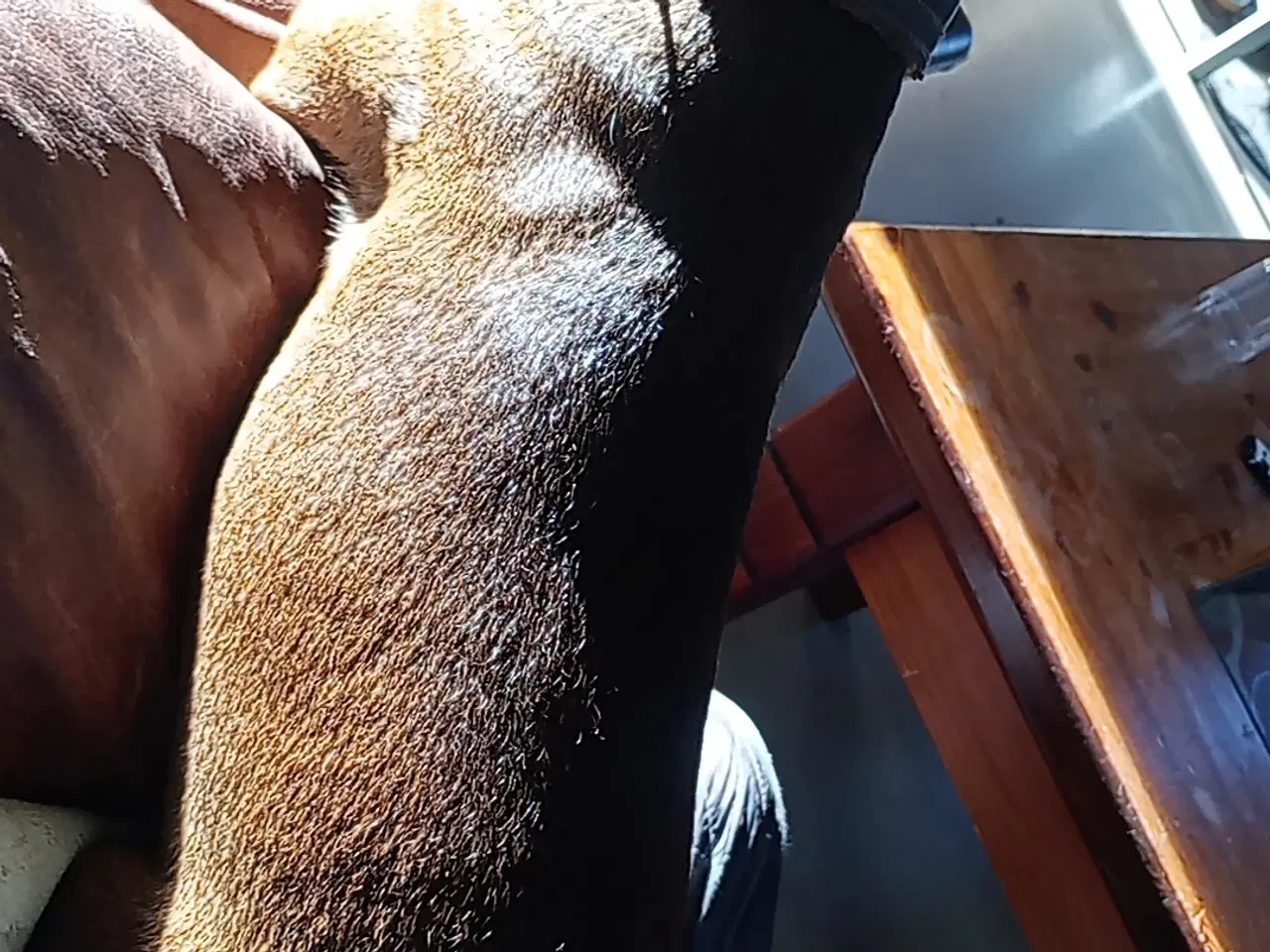 Billede 5 - Patterdale Terrier hvalpe