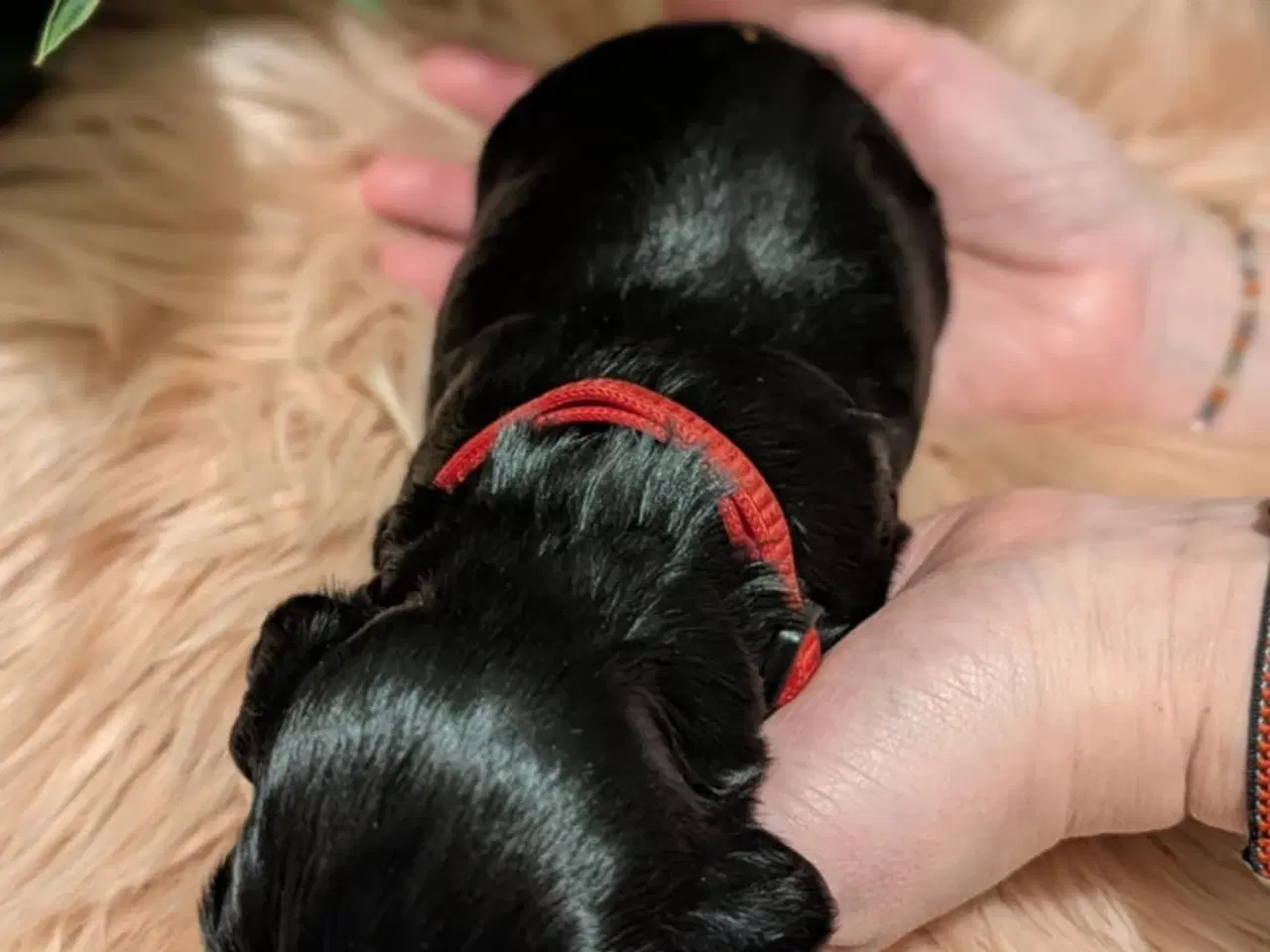 Billede 18 - Cockapoo hvalpe søger nye hjem