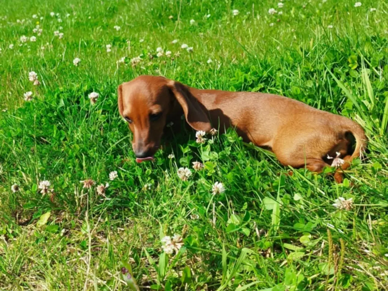 Billede 4 - Gravhunde hvalpe korthåret 