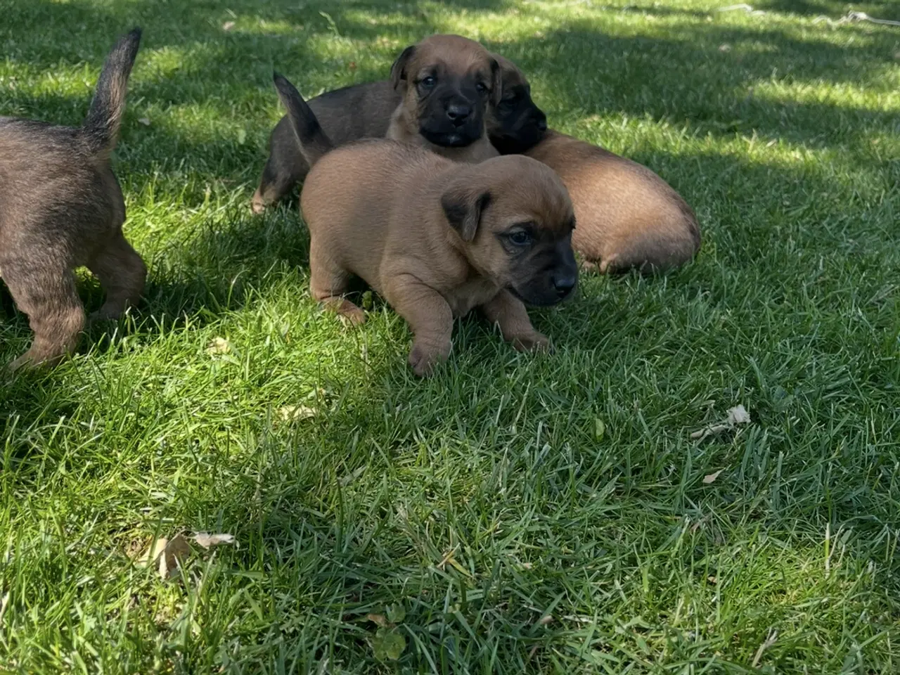 Billede 2 - Jagthunde (Terrier)