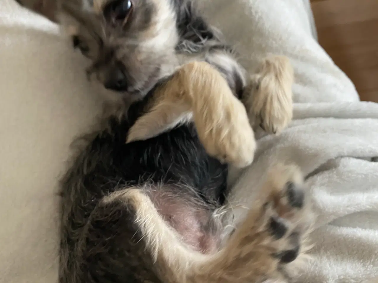 Billede 4 - Dejlig hundehvalp sælges 