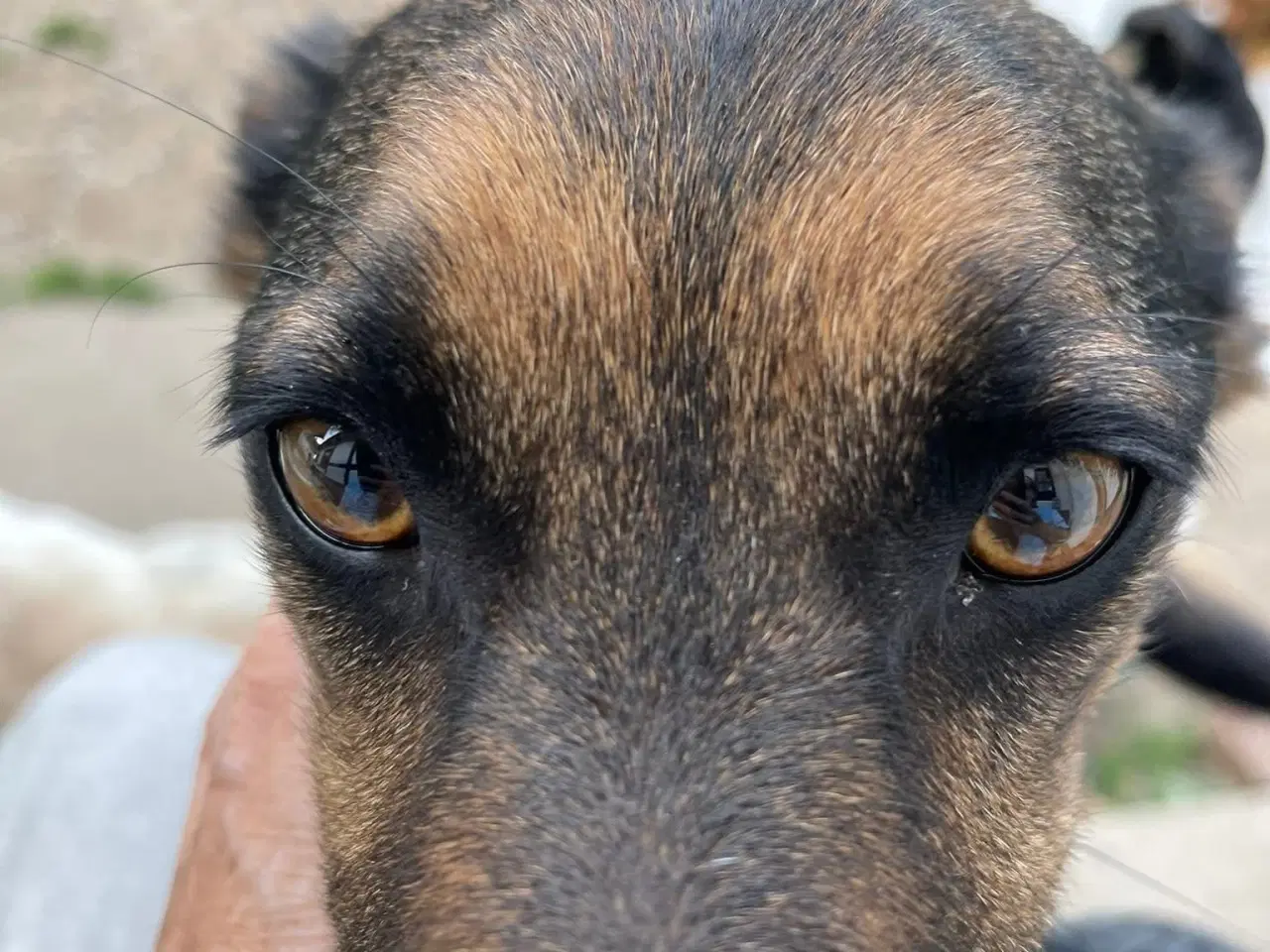 Billede 3 - ⭐️ Vidunderlige Ares søger sin egen familie ⭐️