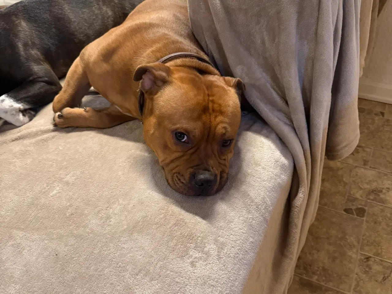 Billede 3 - Staffordshire Bull Terrier - Skøn hanhund