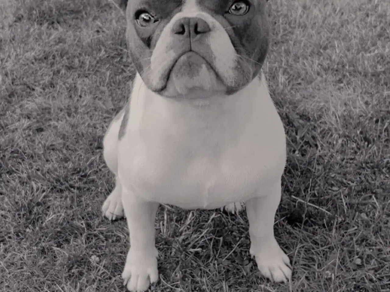 Billede 2 - Fransk bulldog 