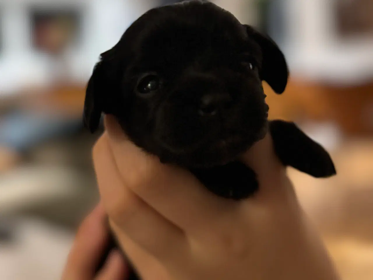 Billede 9 - Shihpoo hvalpe