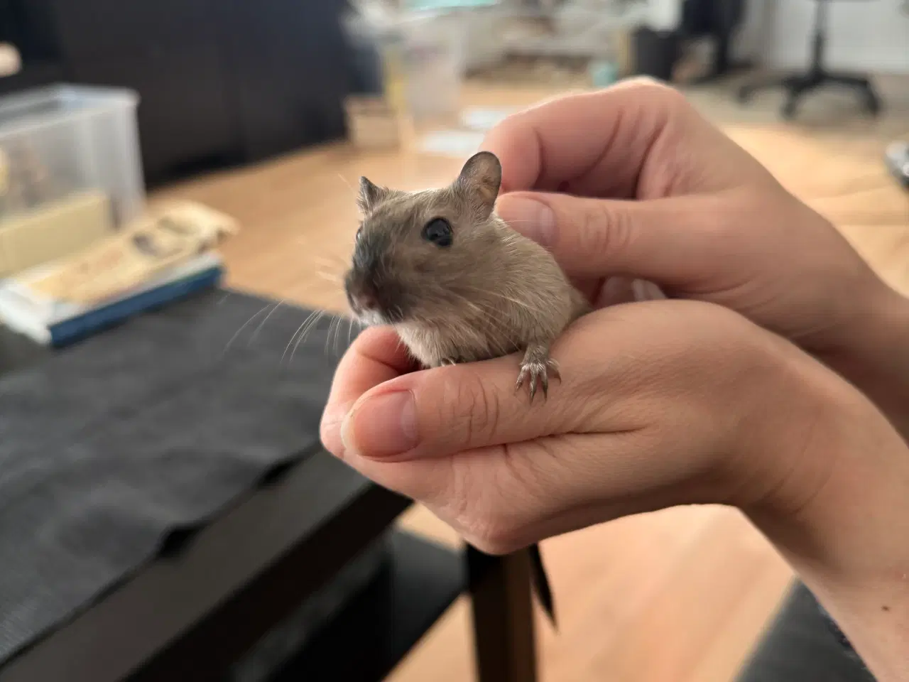 Billede 14 - 2 søde ørkenrotte-hanner søger nyt hjem 🐭✨