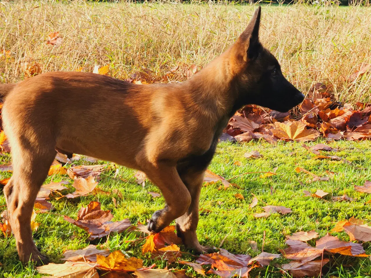 Billede 7 - Belgisk Malinois hvalpe til salg 