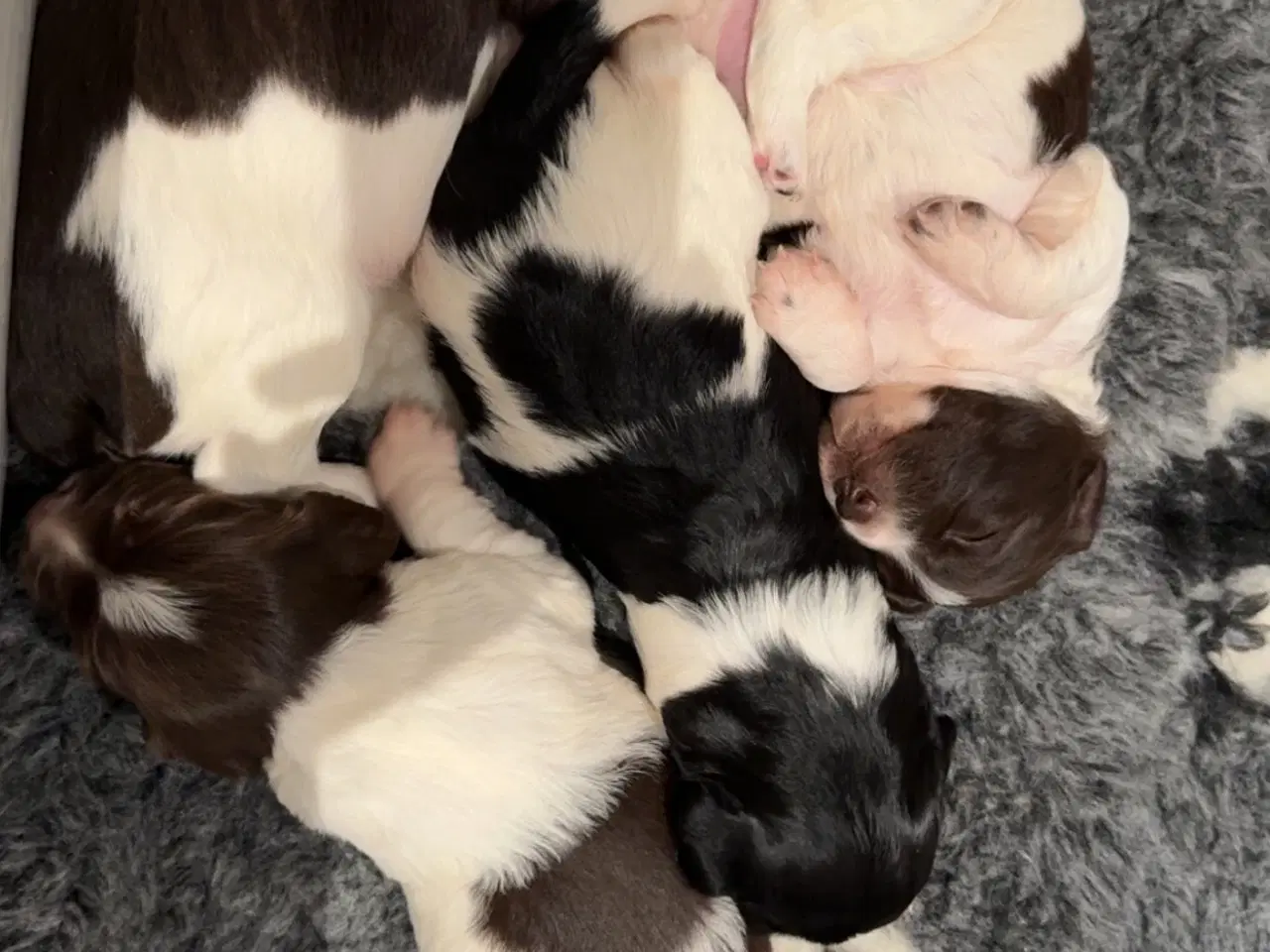 Billede 1 - F.T Springer spaniel