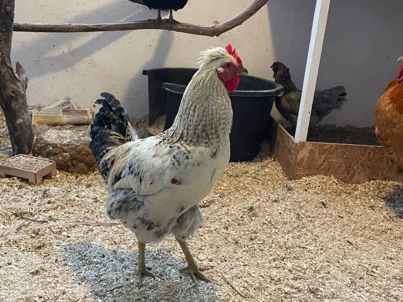 Billede 1 - 2 smukke fyr søger nyt hjem