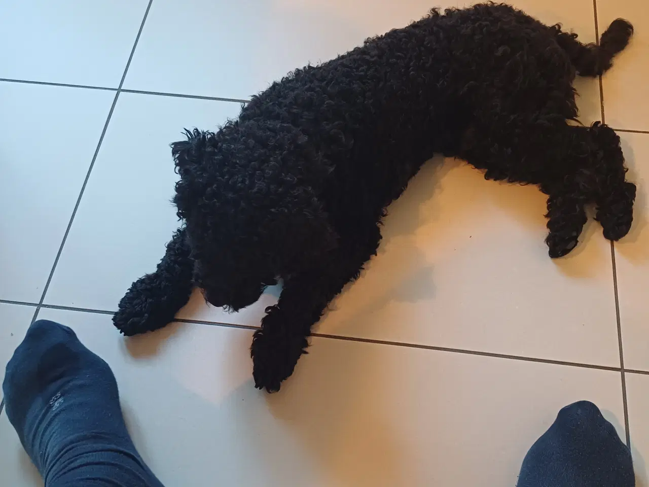 Billede 2 - Super sød og kærlig dværgpuddel 