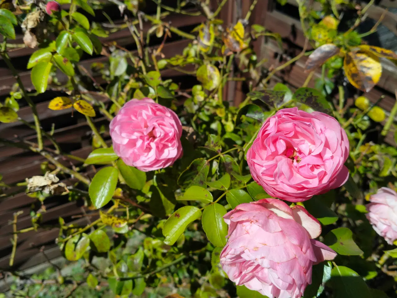Billede 3 - Rosenbuske, 3 farver