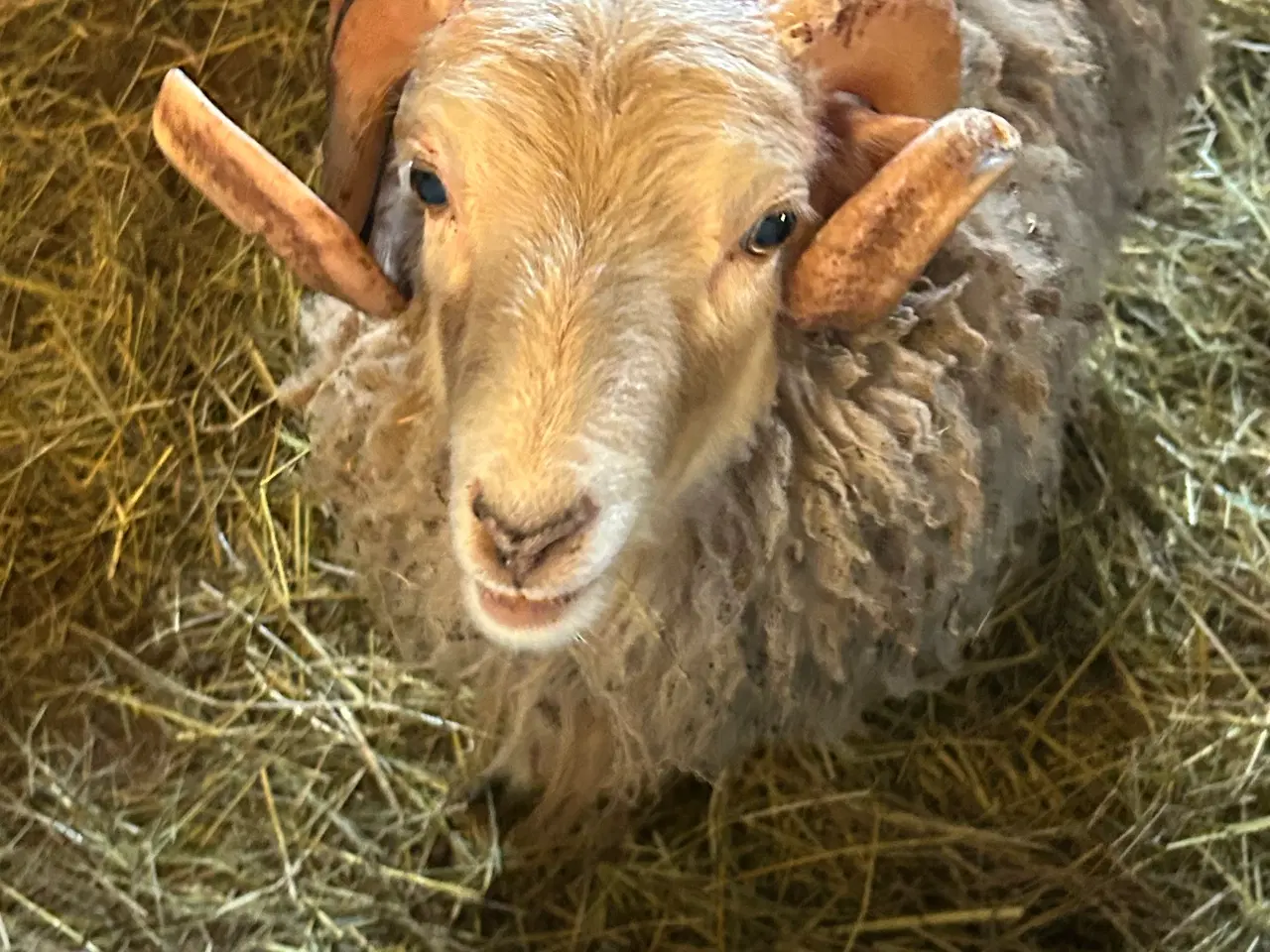 Billede 3 - Ouessant vædderlam fra sidste sommer