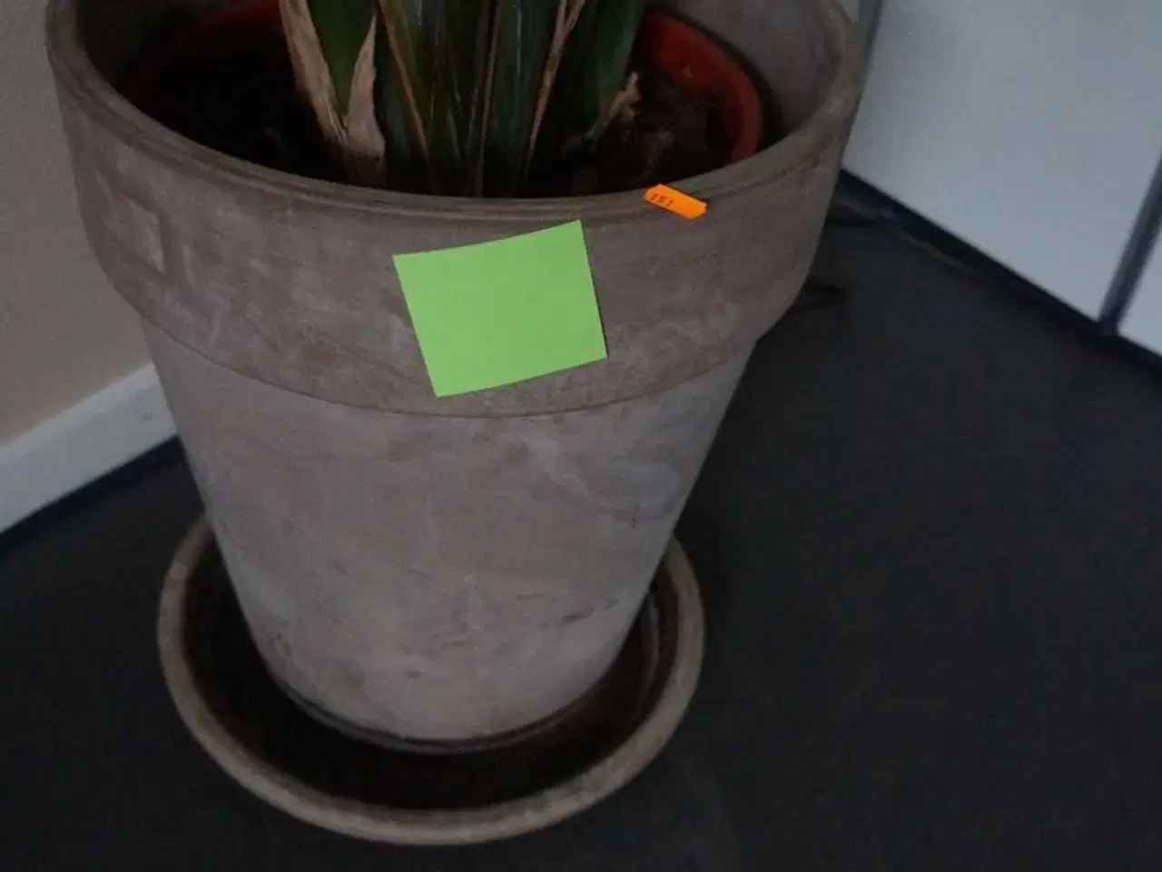 Billede 2 - Stueplante