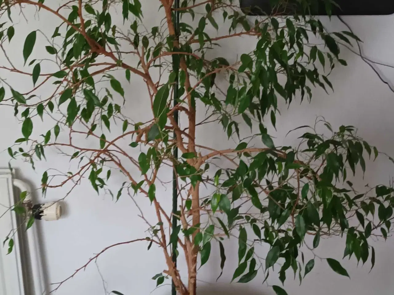 Billede 2 - Stueplante i god vækst og nem pasning 